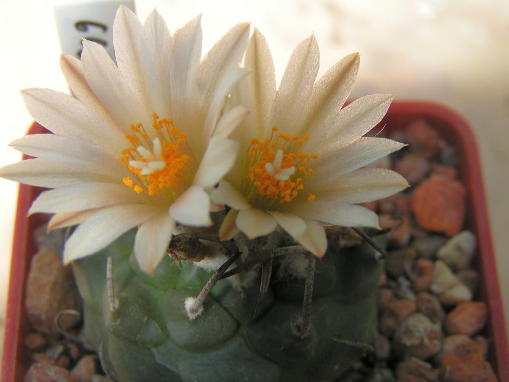 Turbinicarpus schwarzii